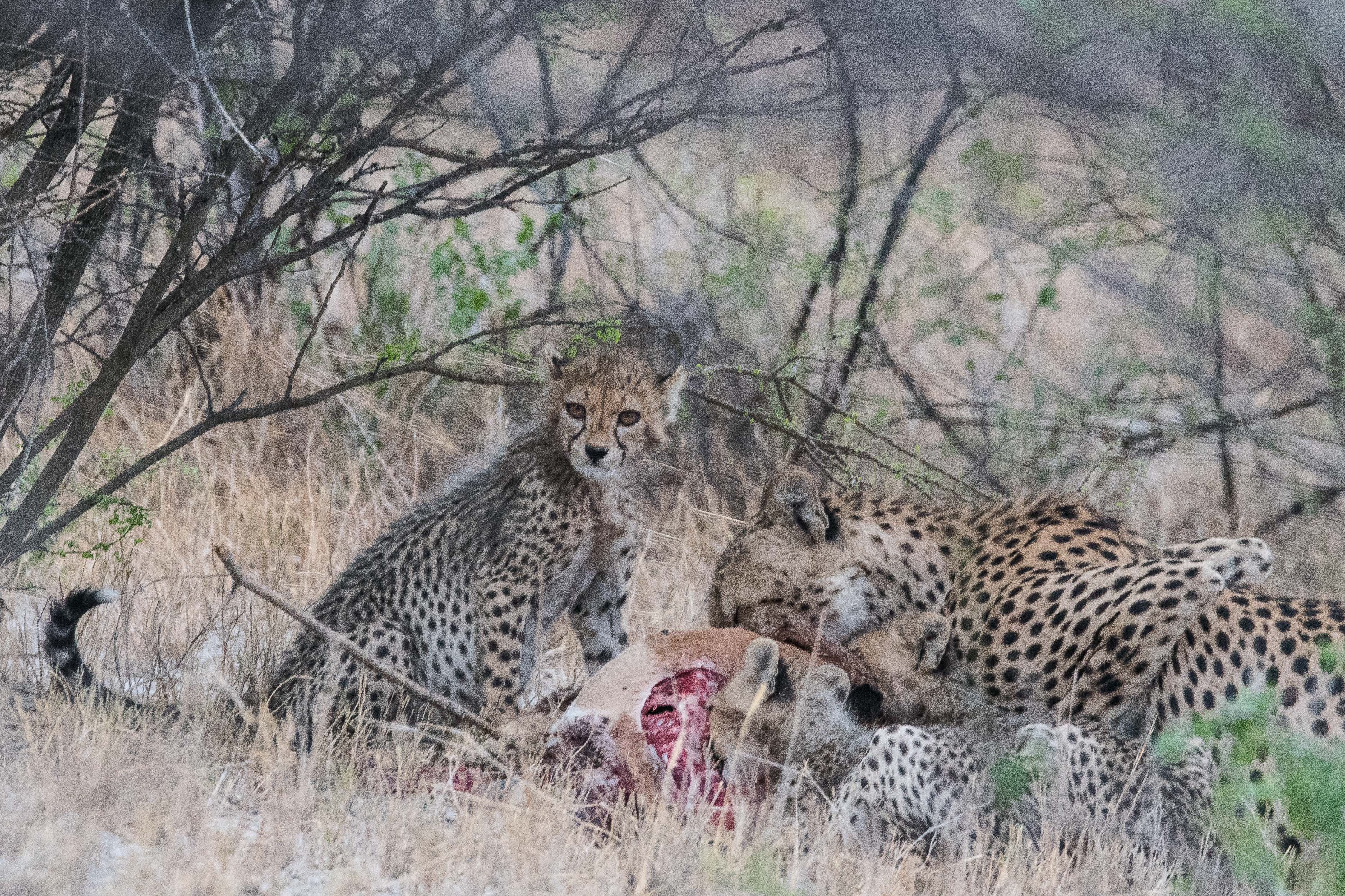 Femelle Guépard (Cheetah, Acynonis jubatus) dévorant un impala avec 3 de ses petits, dont l'un semble  gêné par le gonflement considérable de son ventre! Onguma Nature Reserve, Etosha, Namibie.